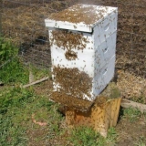 Zašto pčele napuštaju košnicu u jesen?